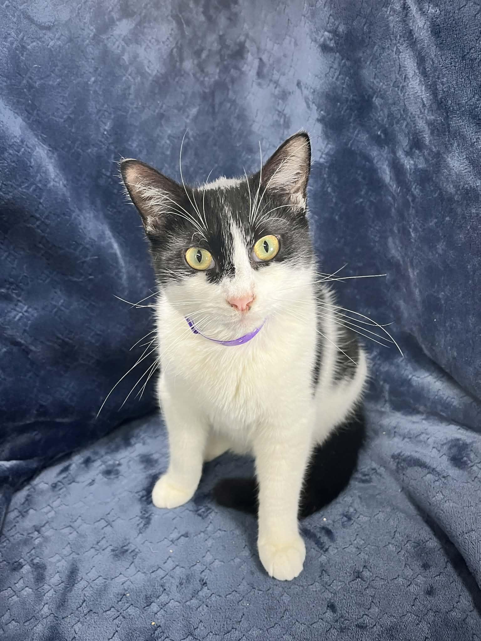 Enlarge Dori, a ADOPTABLE Turkish Van in Tavares, FL image 4/5