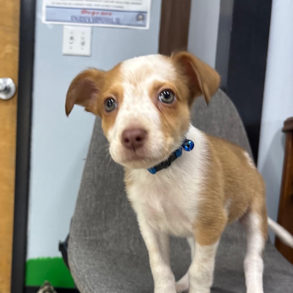 Enlarge Cumin/Ranger, a Adoptable Mixed Breed in Franklin, NC image 1/3
