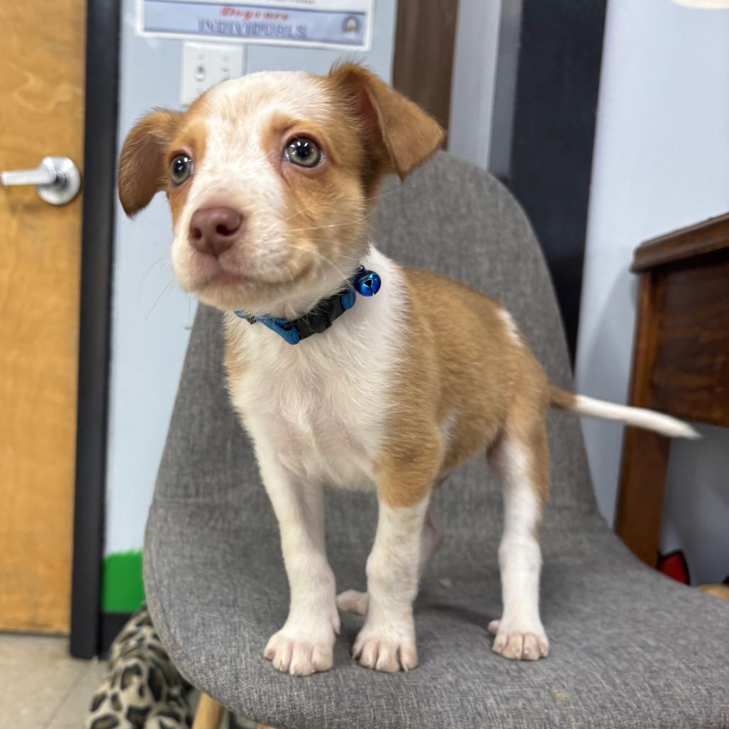 Enlarge Cumin/Ranger, a Adoptable Mixed Breed in Franklin, NC image 2/3