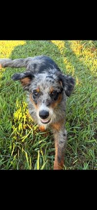 Smokey, Adoptable, Young Male Australian Shepherd.
