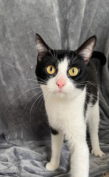 Louie, Adult Male Domestic Short Hair