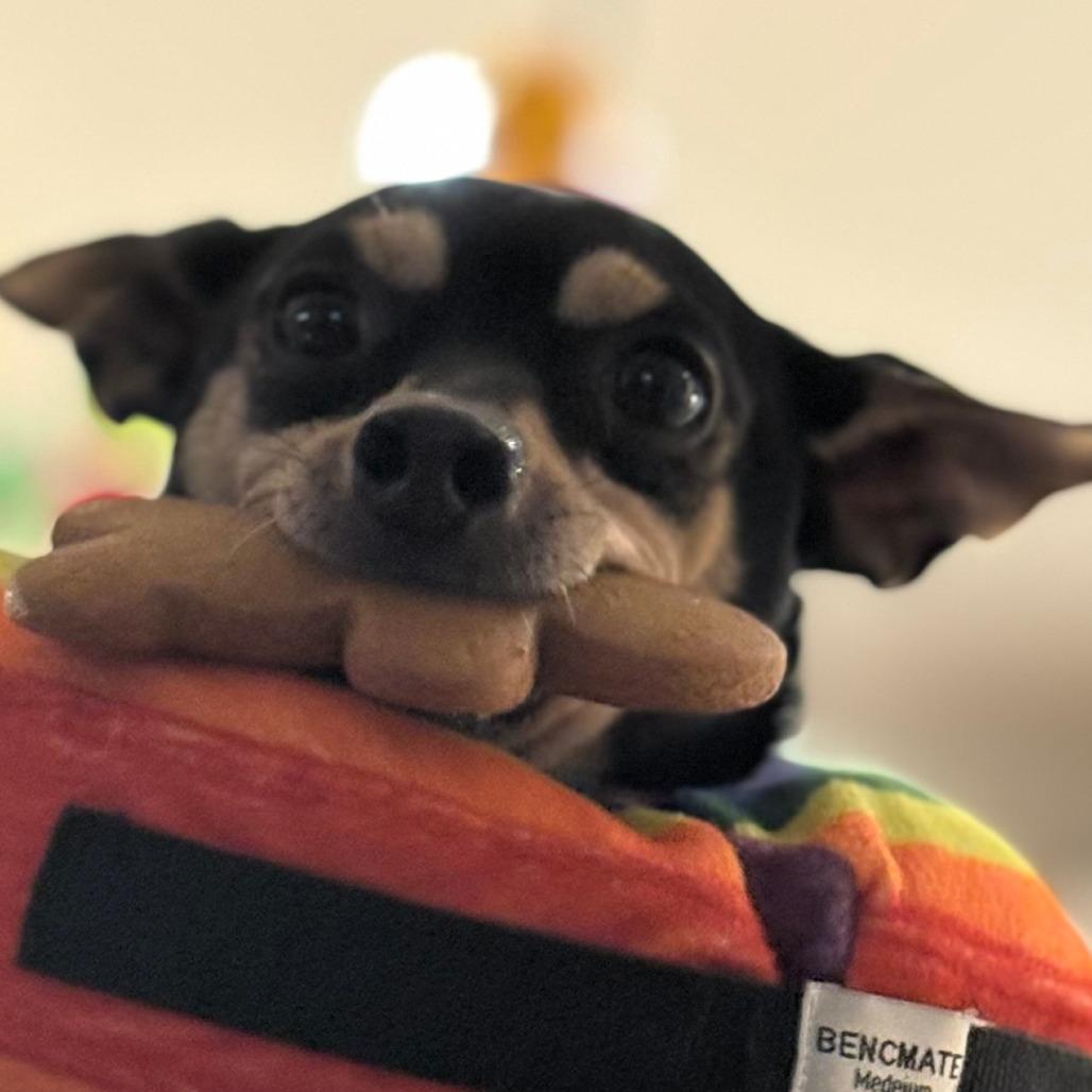 Enlarge Jake, a Adoptable mixed breed in Sarasota, FL image 3/6