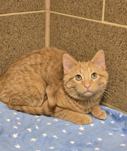 Enlarge Godric, a Adoptable mixed breed in Verona, WI image 1/2