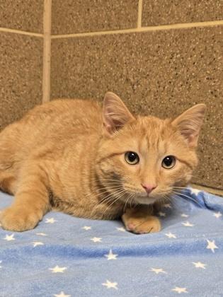 Enlarge Godric, a Adoptable mixed breed in Verona, WI image 2/2
