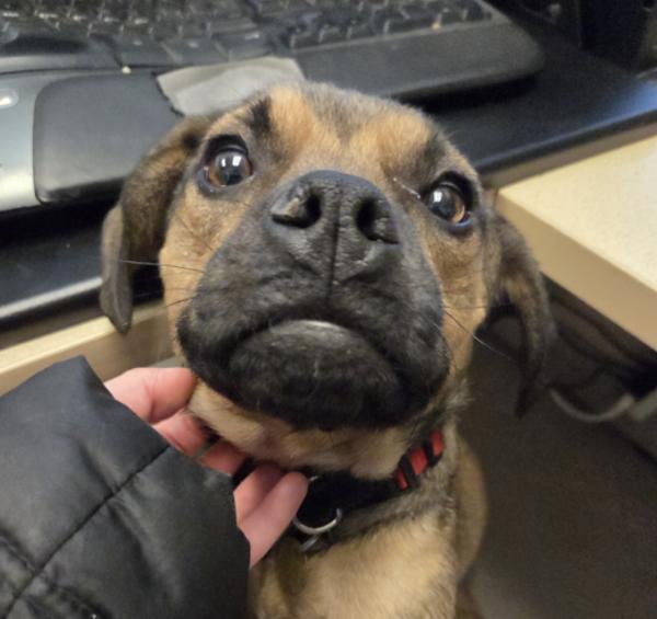 Mistletoe, Adoptable, Young Female Beagle & Terrier.