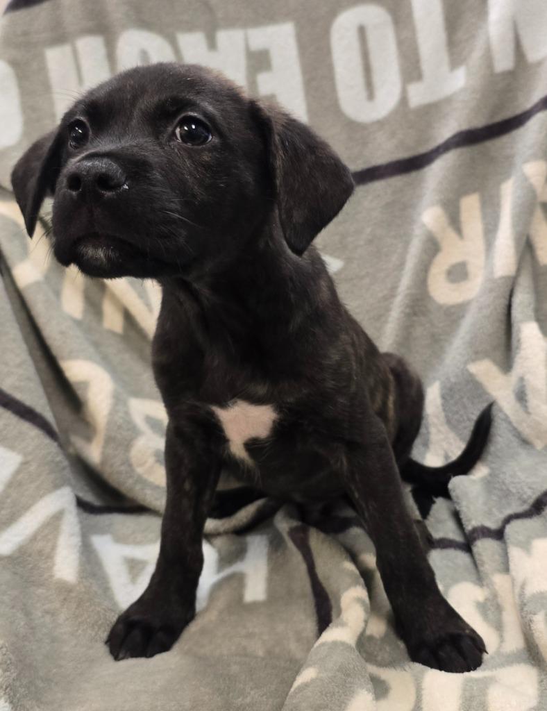 Rowdy, Adoptable, Puppy Male Terrier & Mixed Breed.