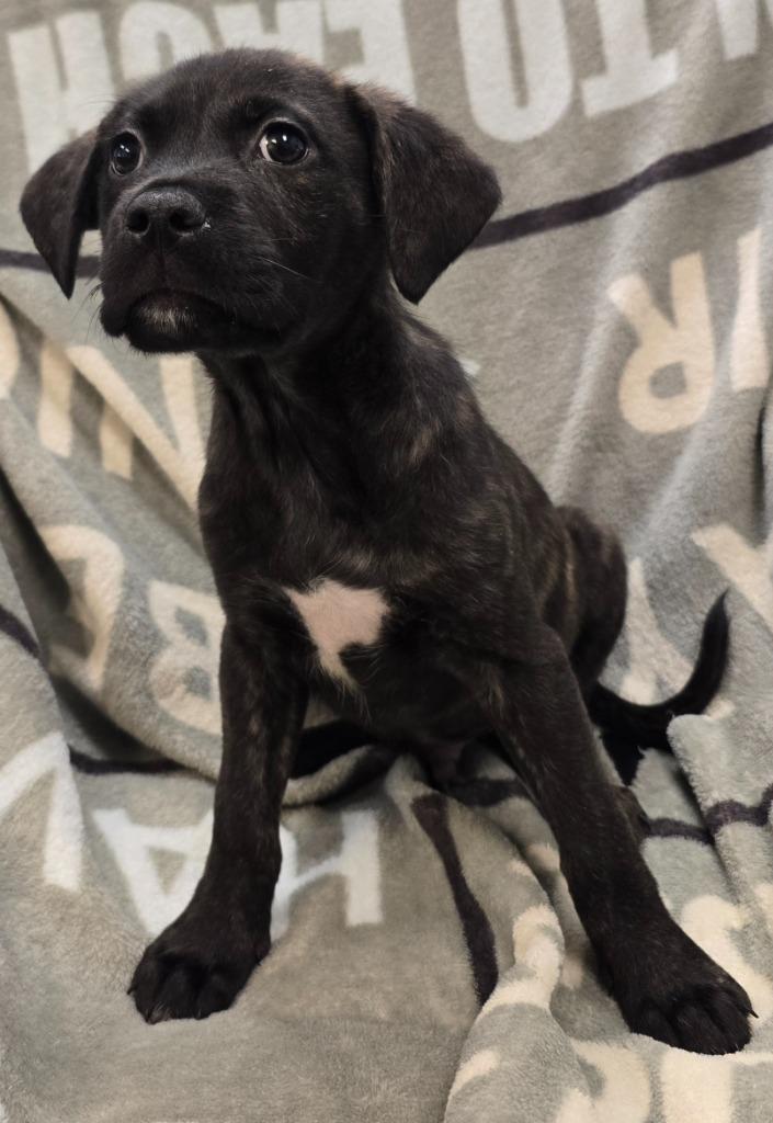 Rowdy, a Adoptable mixed breed in Murphysboro, IL image 2/3