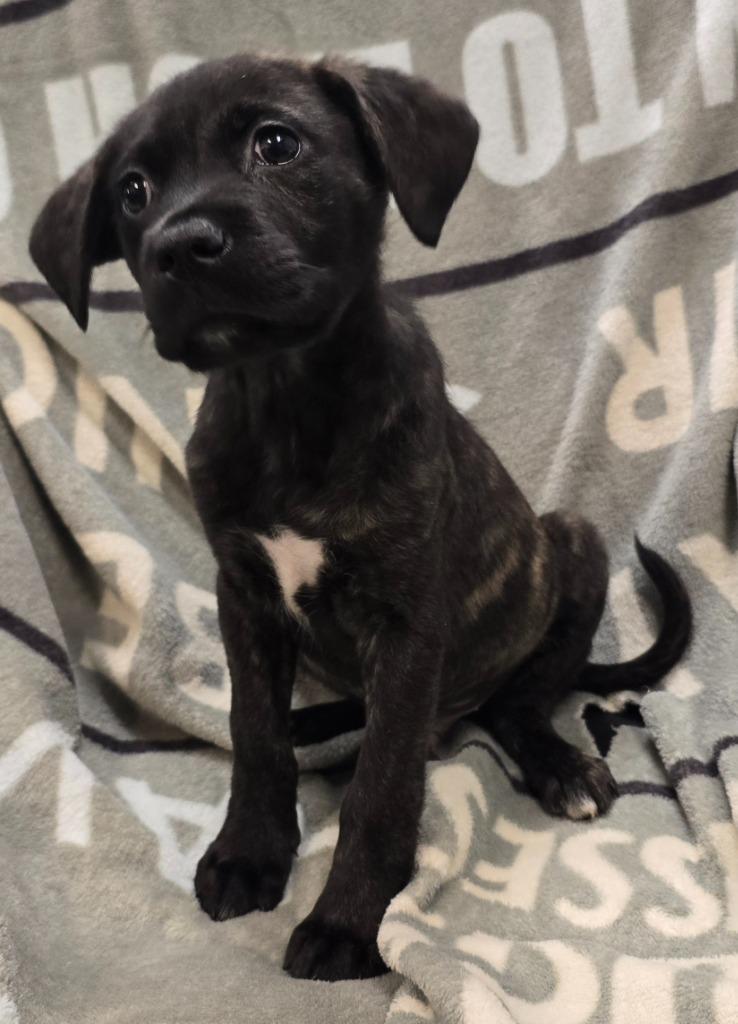 Rowdy, a Adoptable mixed breed in Murphysboro, IL image 3/3