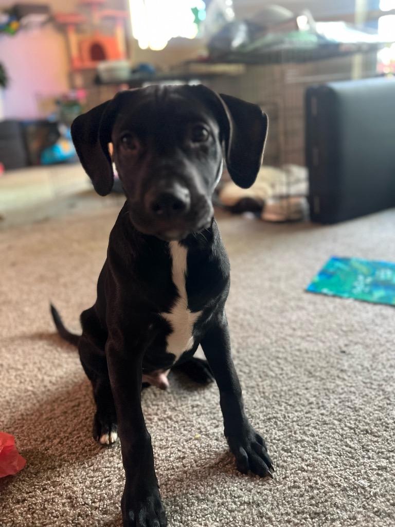 Enlarge Ziggy- CL, a Adoptable Labrador Retriever in Claremore, OK image 1/2