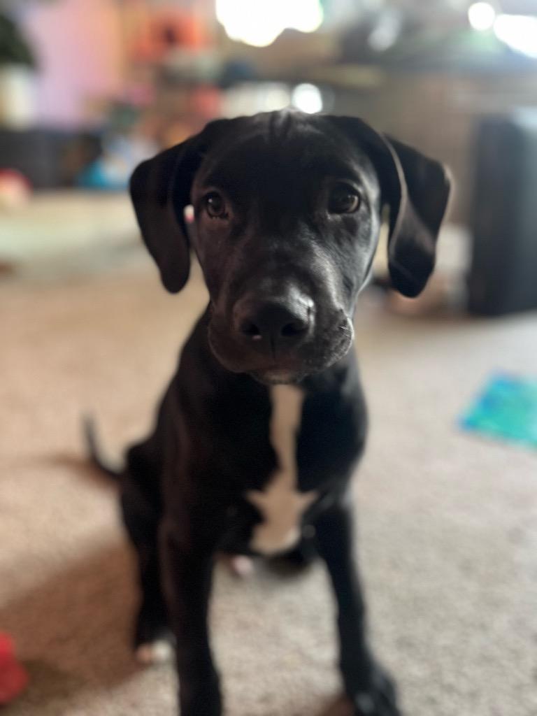 Enlarge Ziggy- CL, a Adoptable Labrador Retriever in Claremore, OK image 2/2