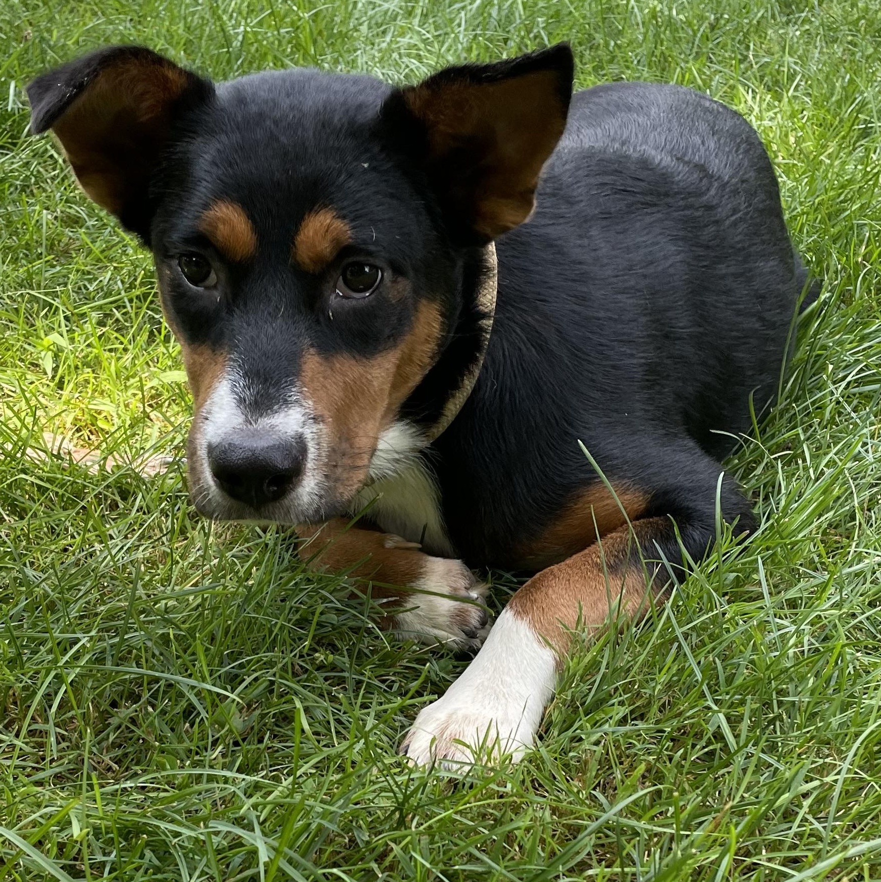 Enlarge Paisley, a ADOPTABLE mixed breed in Lincoln University, PA image 2/2