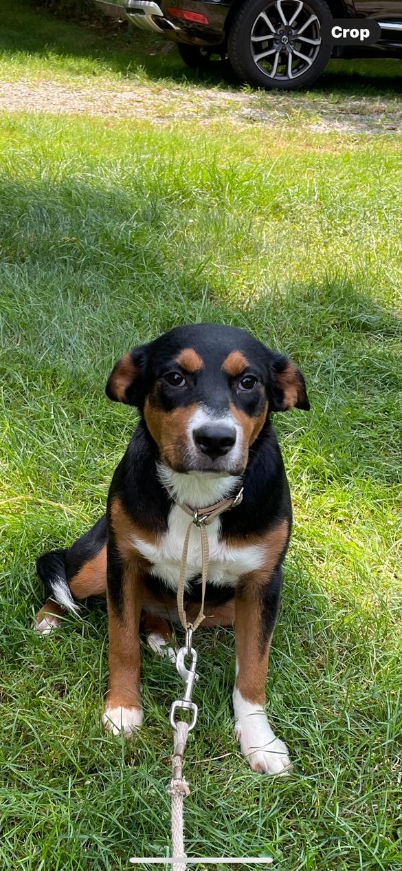 Paisley, ADOPTABLE, Puppy Female Shepherd.