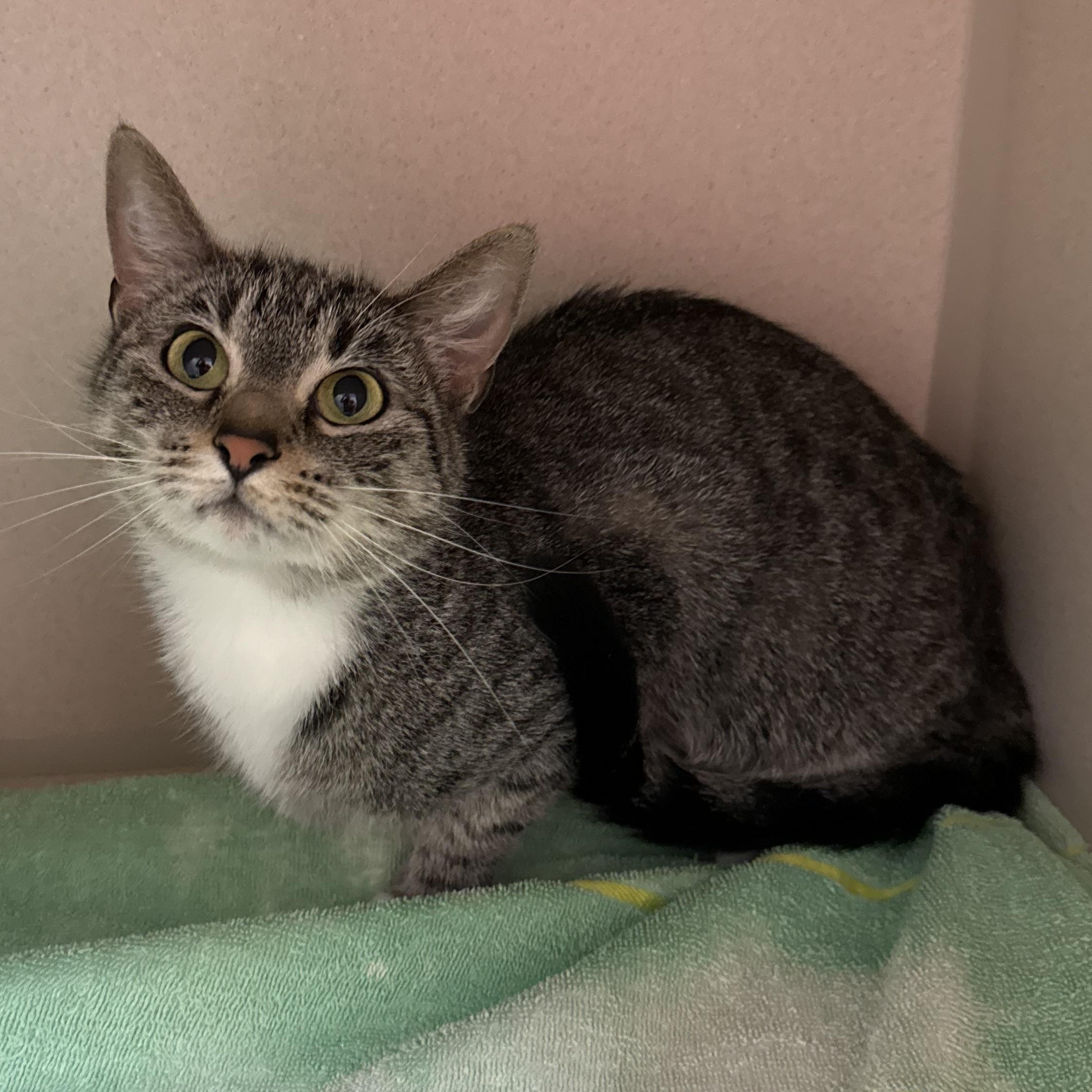 Enlarge Joji, a Adoptable Domestic Short Hair in Kearney, NE image 1/1