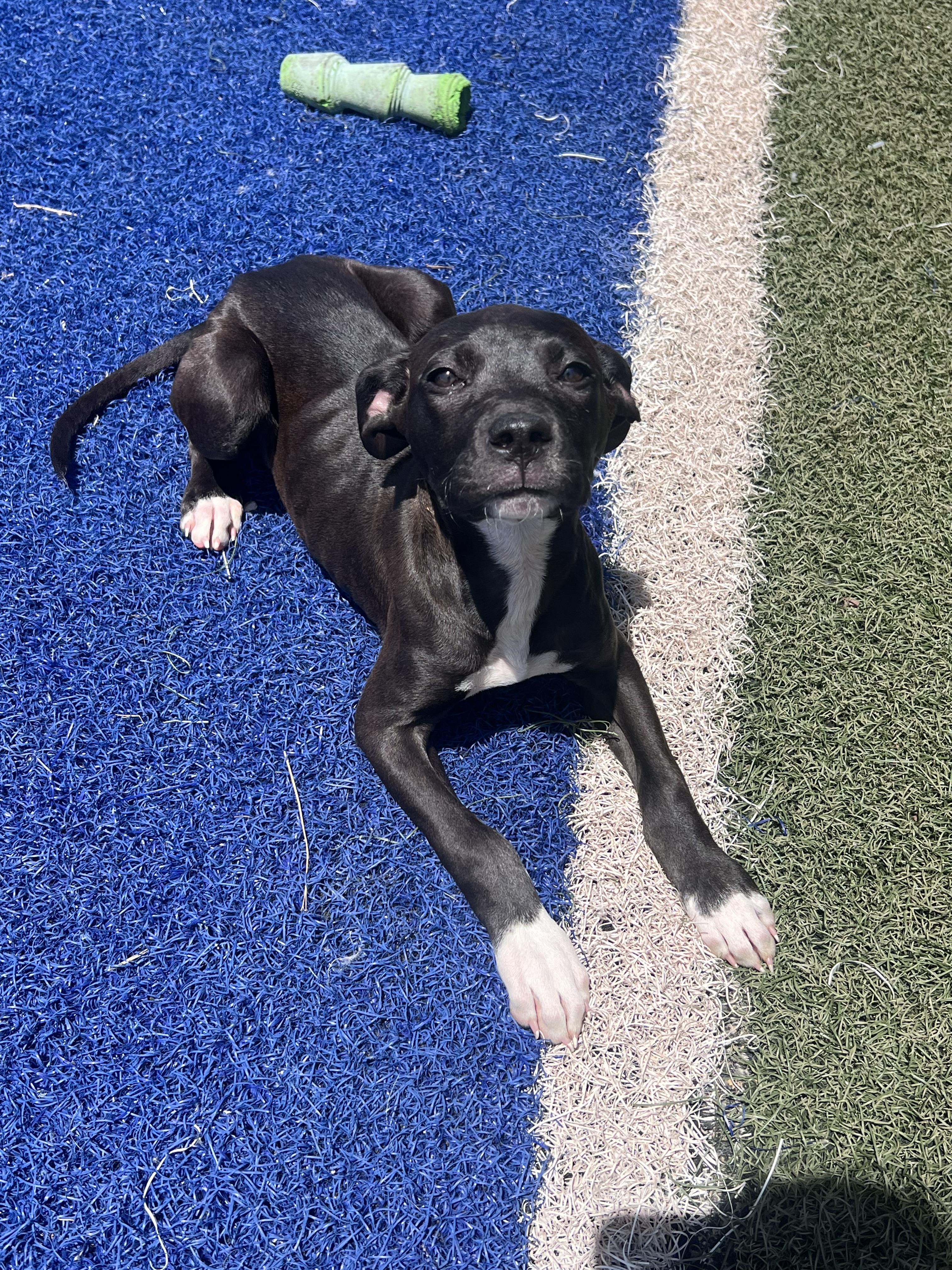 Enlarge Jules, a Adopted Pit Bull Terrier in Blanchard, OK image 1/1