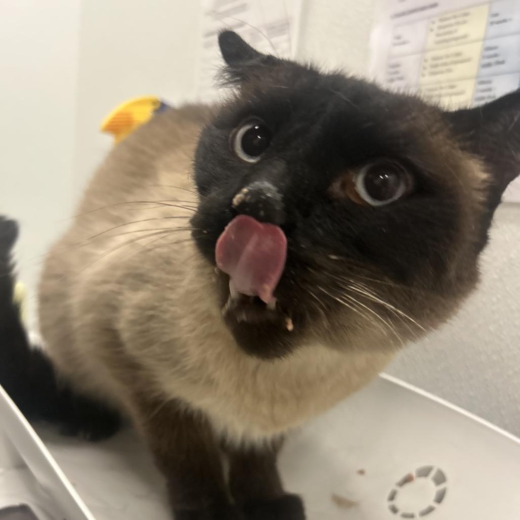 Butterscotch, Adoptable, Senior Male Domestic Short Hair.