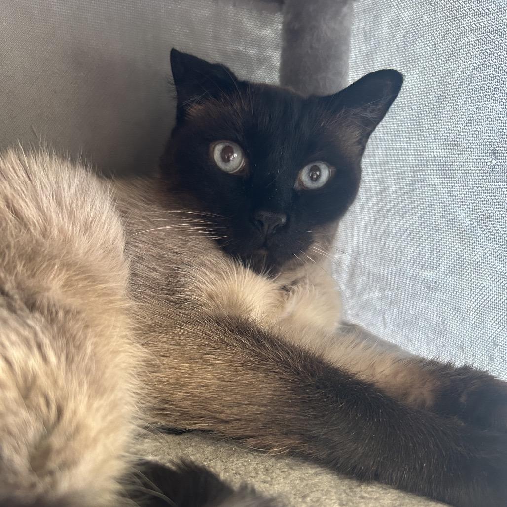 Enlarge Butterscotch, a Adoptable Domestic Short Hair in Park City, UT image 2/5