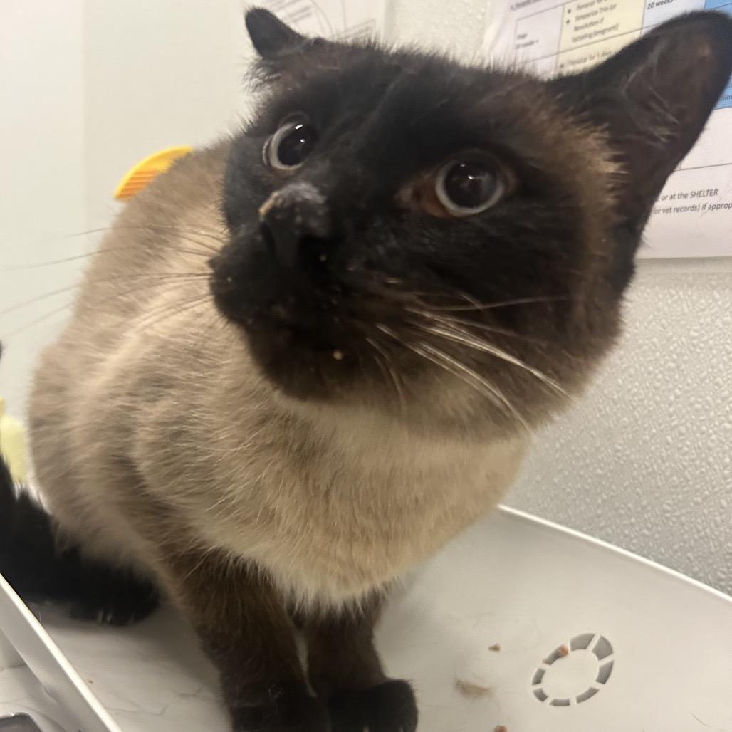 Enlarge Butterscotch, a Adoptable Domestic Short Hair in Park City, UT image 3/5