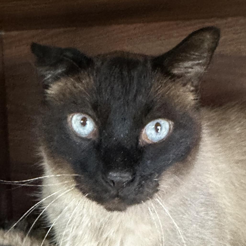 Enlarge Butterscotch, a Adoptable Domestic Short Hair in Park City, UT image 5/5