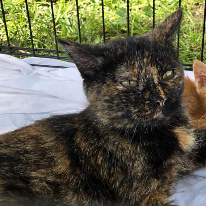 Enlarge Buttercup, a Adoptable Domestic Short Hair in LYLE, MN image 1/1