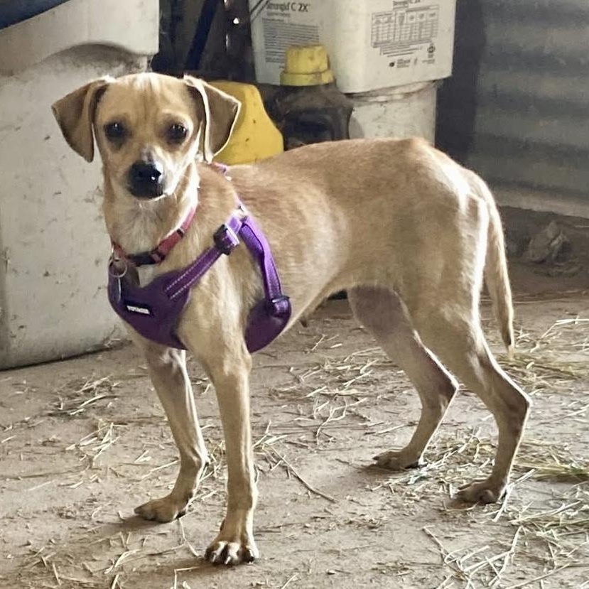 Twiggy, Adopted, Young Female Chihuahua & Italian Greyhound.
