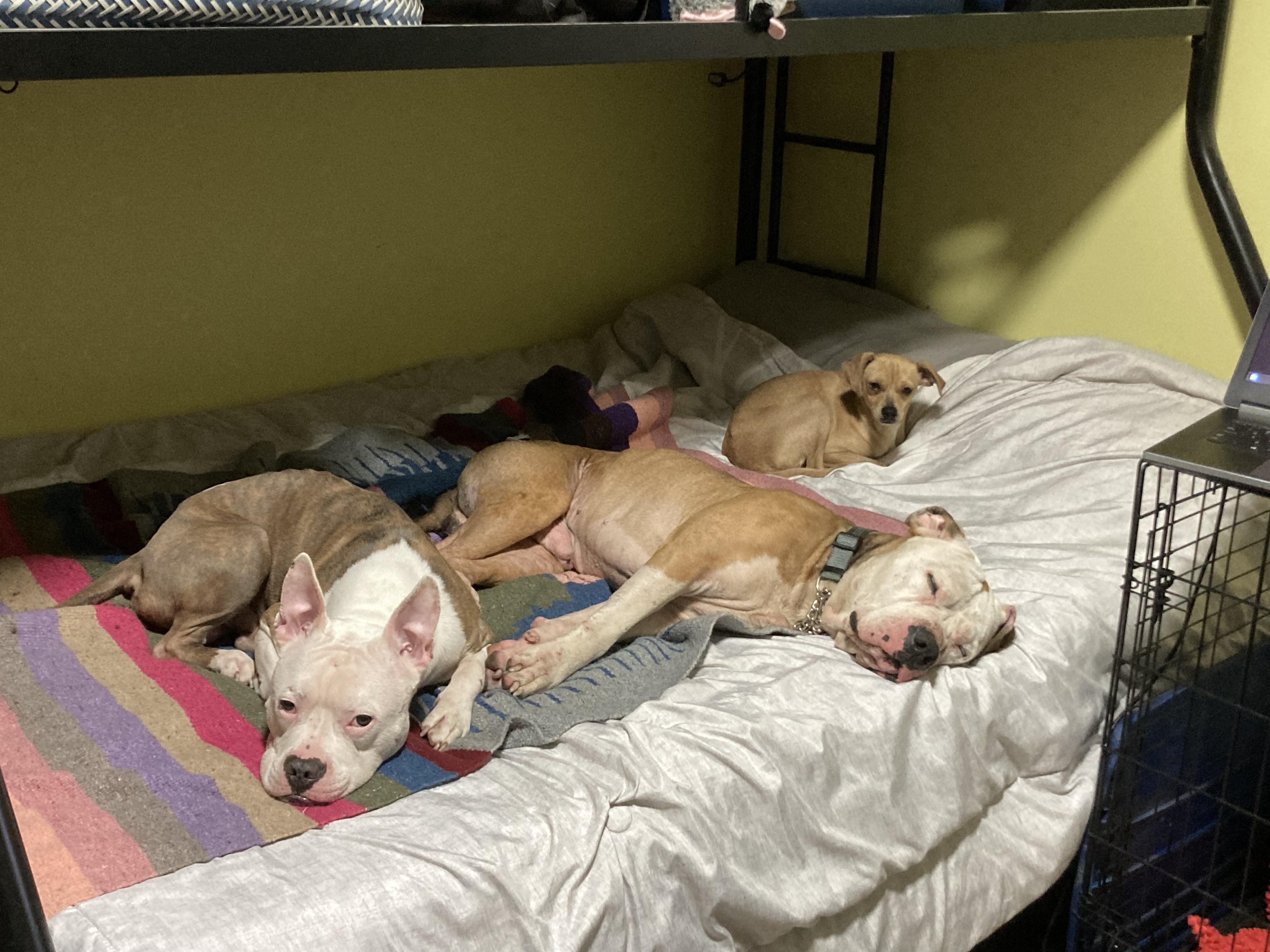 Enlarge Twiggy, a Adopted mixed breed in Houston, TX image 2/5