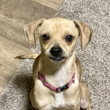 Enlarge Twiggy, a Adopted mixed breed in Houston, TX image 3/5