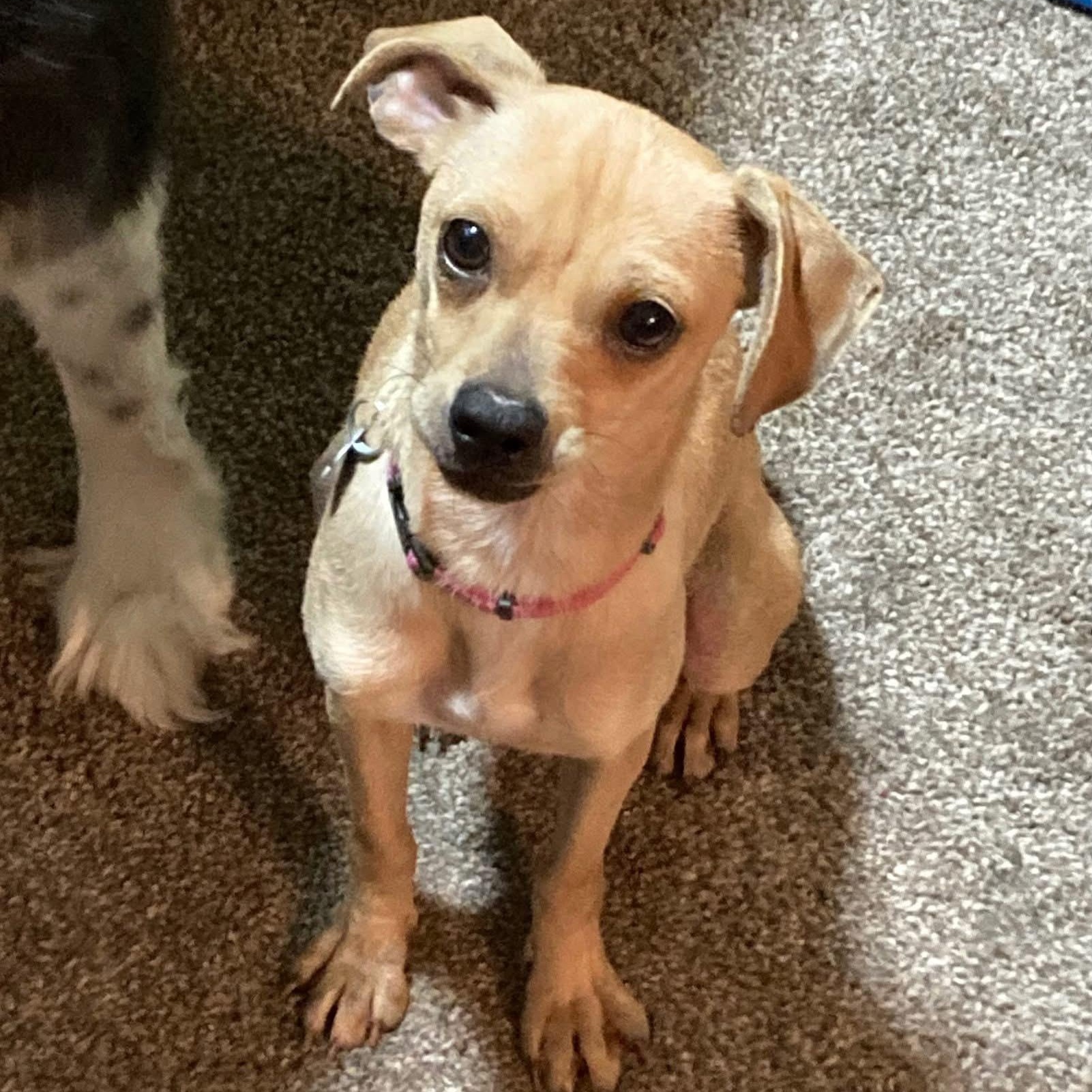 Enlarge Twiggy, a Adopted mixed breed in Houston, TX image 5/5