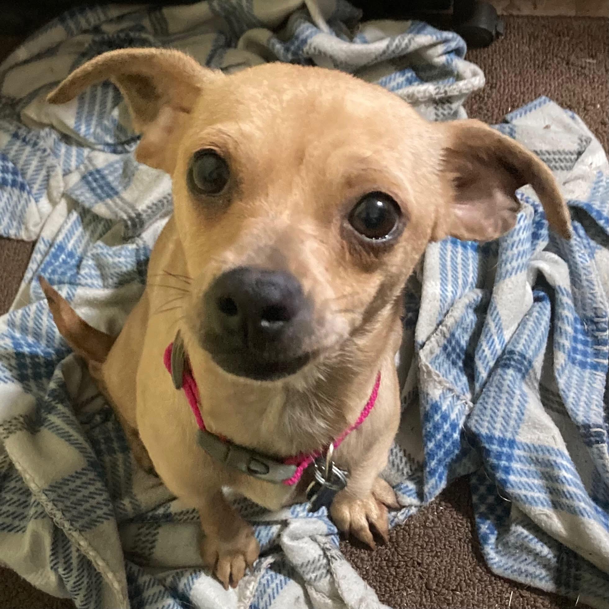 Enlarge Twiggy, a Adopted mixed breed in Houston, TX image 4/5