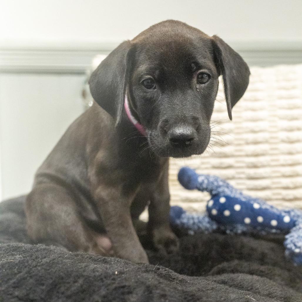 Jinx, Adoptable, Puppy Female Labrador Retriever & Mixed Breed.