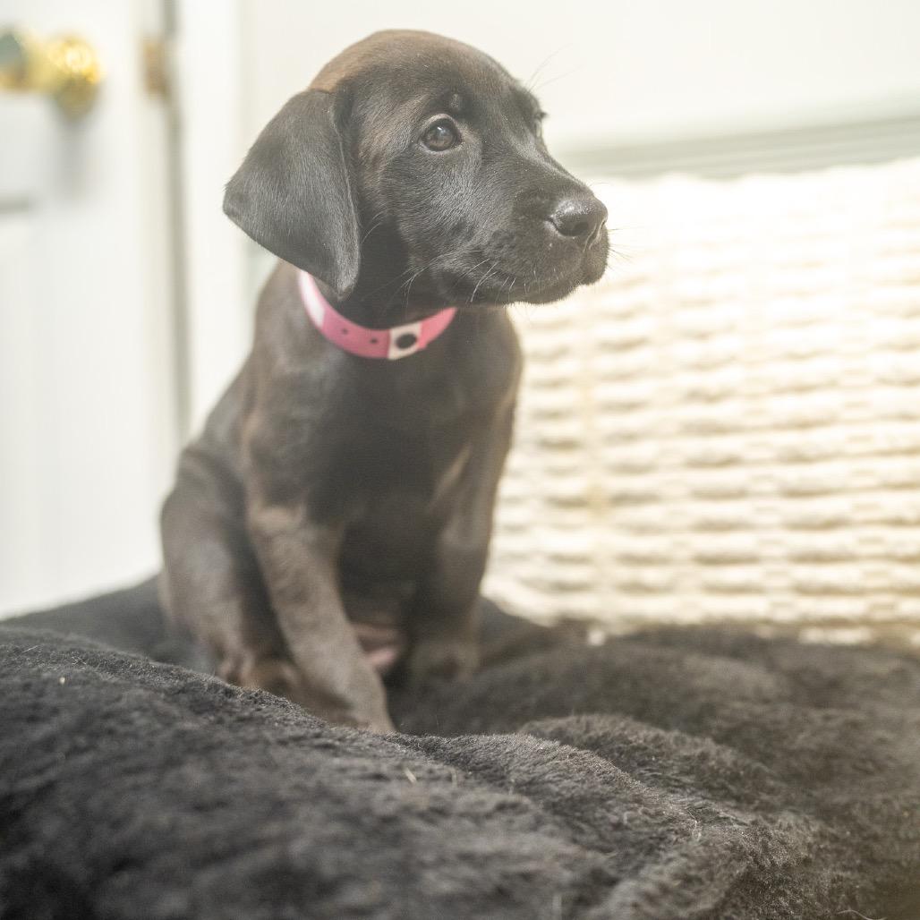 Enlarge Jinx, a Adoptable mixed breed in Pawling, NY image 2/6
