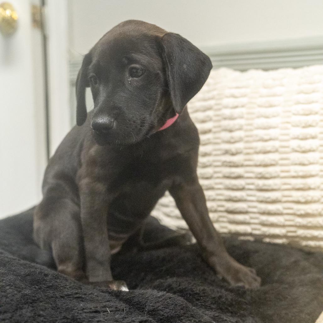 Enlarge Jinx, a Adoptable mixed breed in Pawling, NY image 3/6