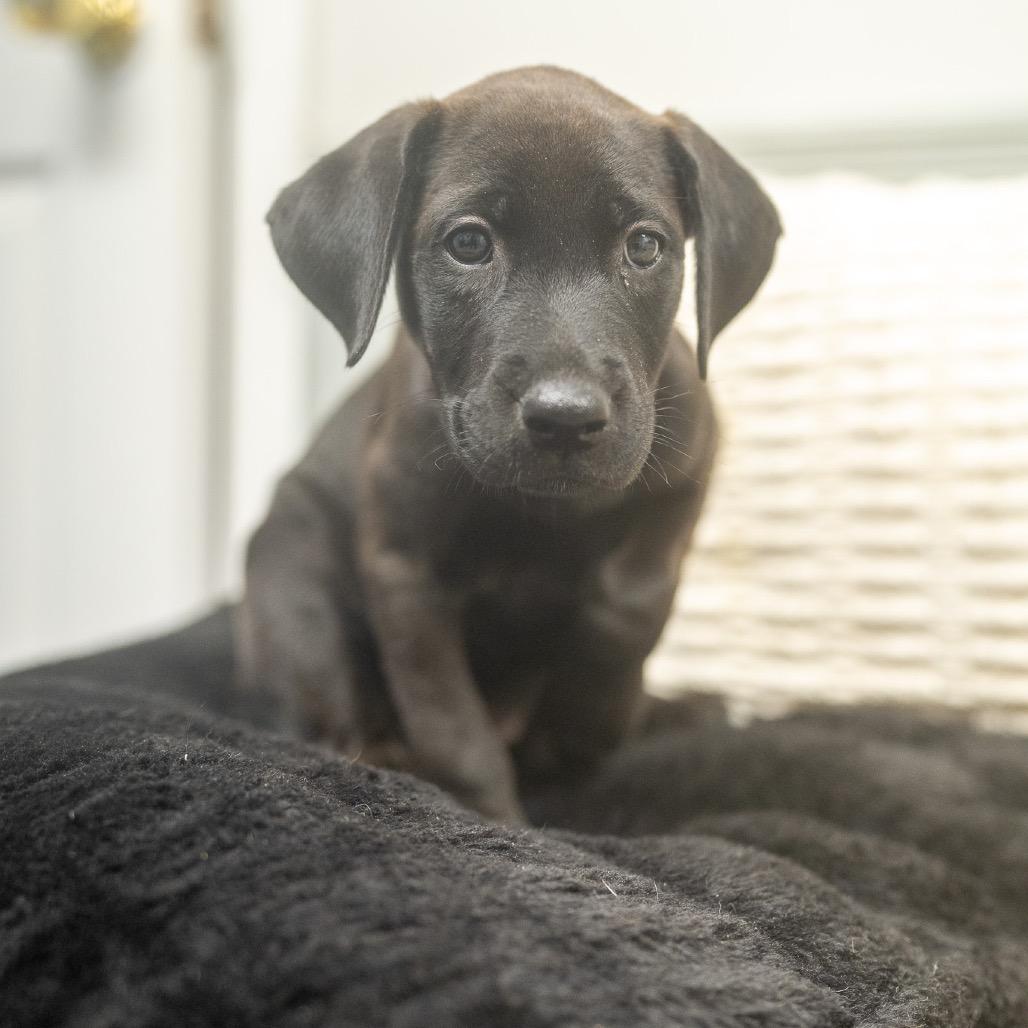 Enlarge Jinx, a Adoptable mixed breed in Pawling, NY image 5/6