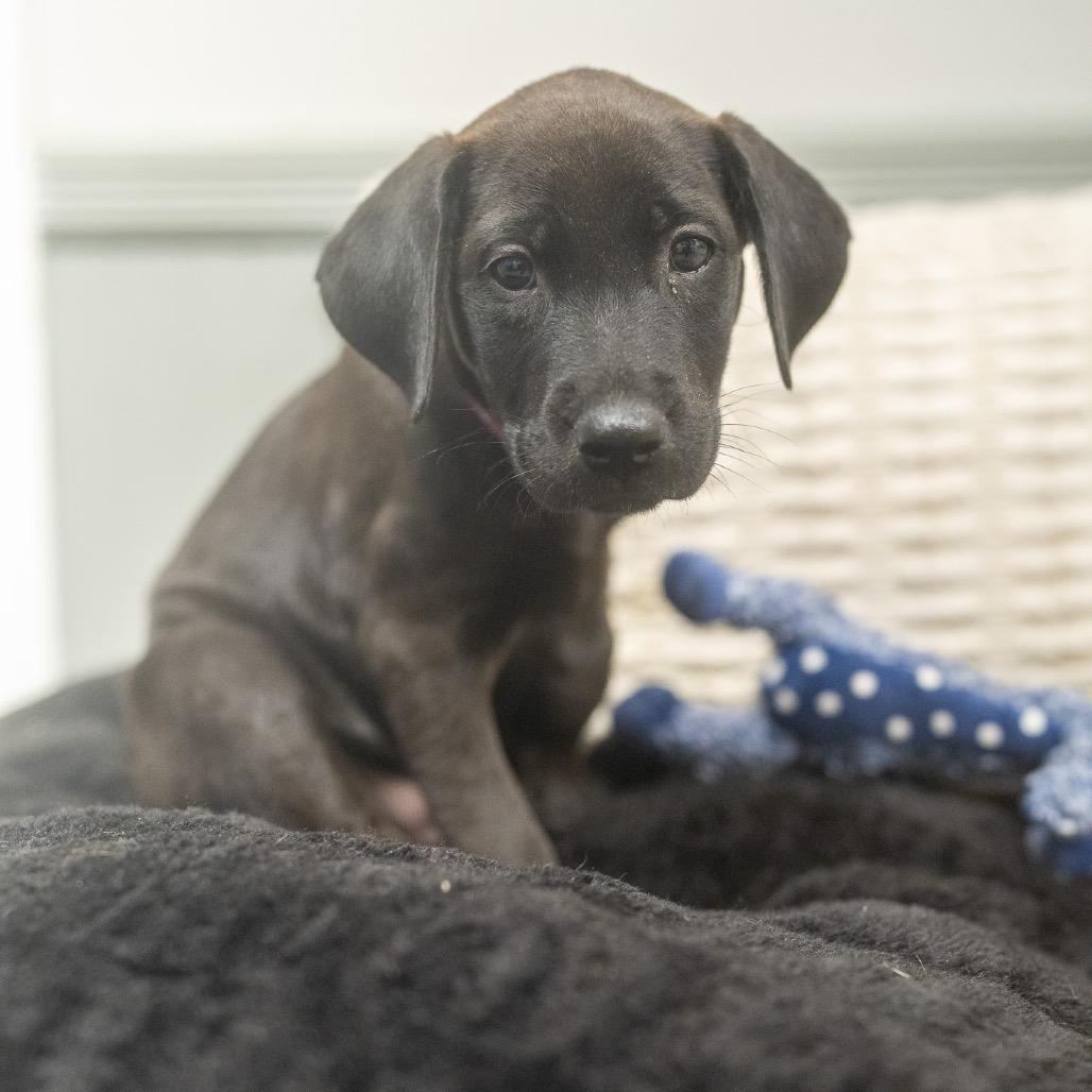 Enlarge Jinx, a Adoptable mixed breed in Pawling, NY image 6/6