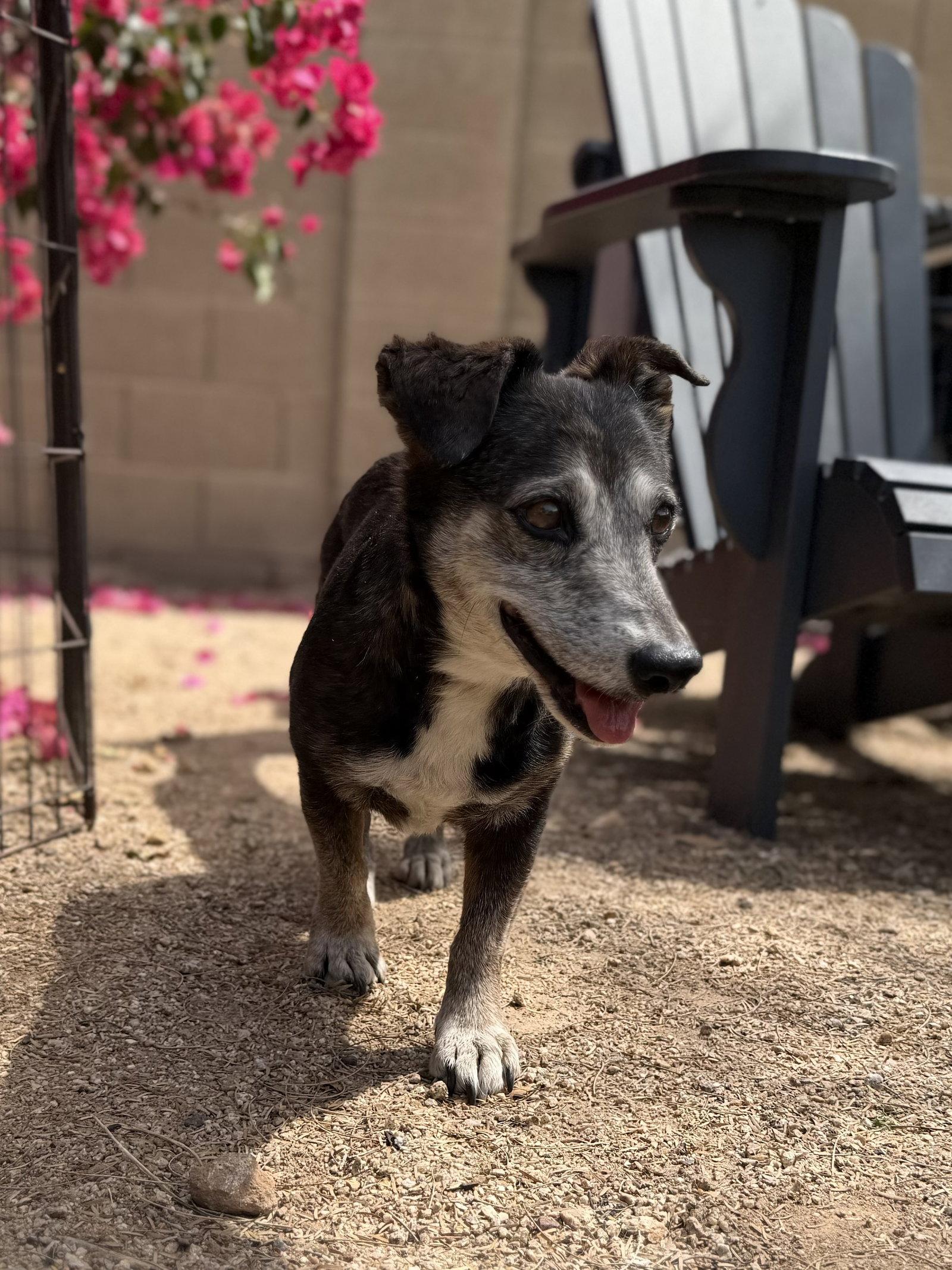 Emmy, Adoptable, Adult Female Dachshund & Whippet.
