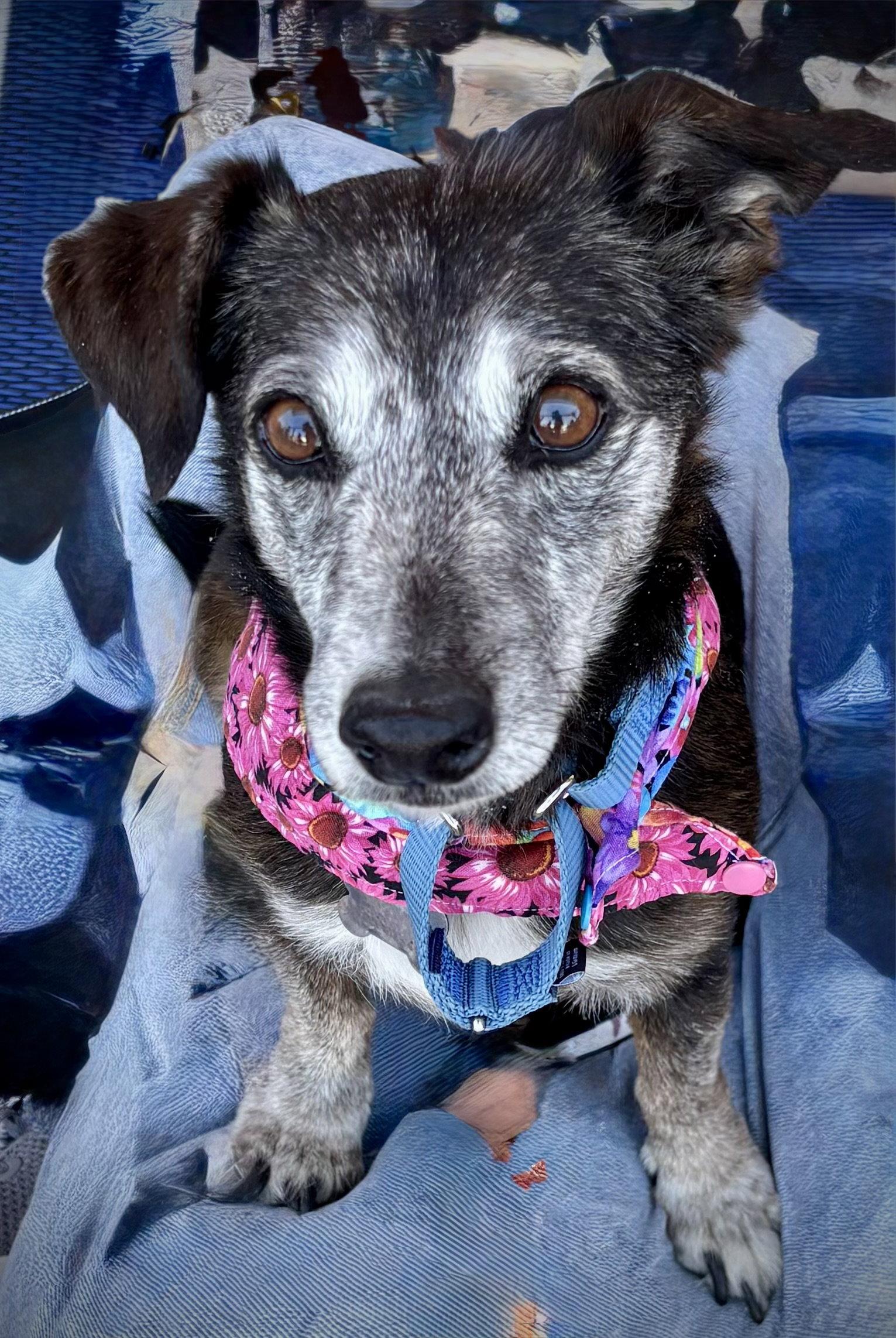 Enlarge Emmy, a Adoptable mixed breed in Glendale, AZ image 1/3