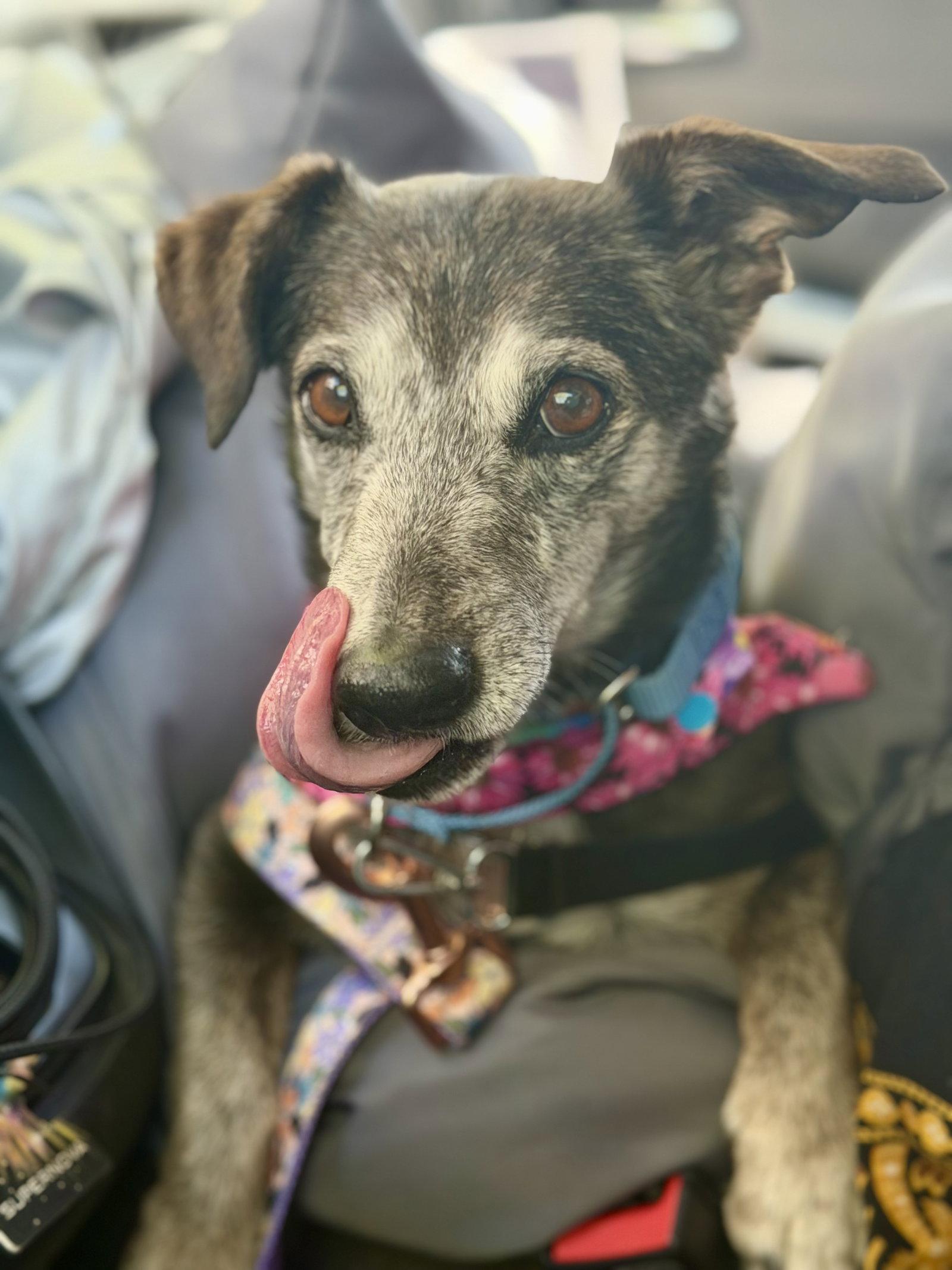 Enlarge Emmy, a Adoptable mixed breed in Glendale, AZ image 2/3