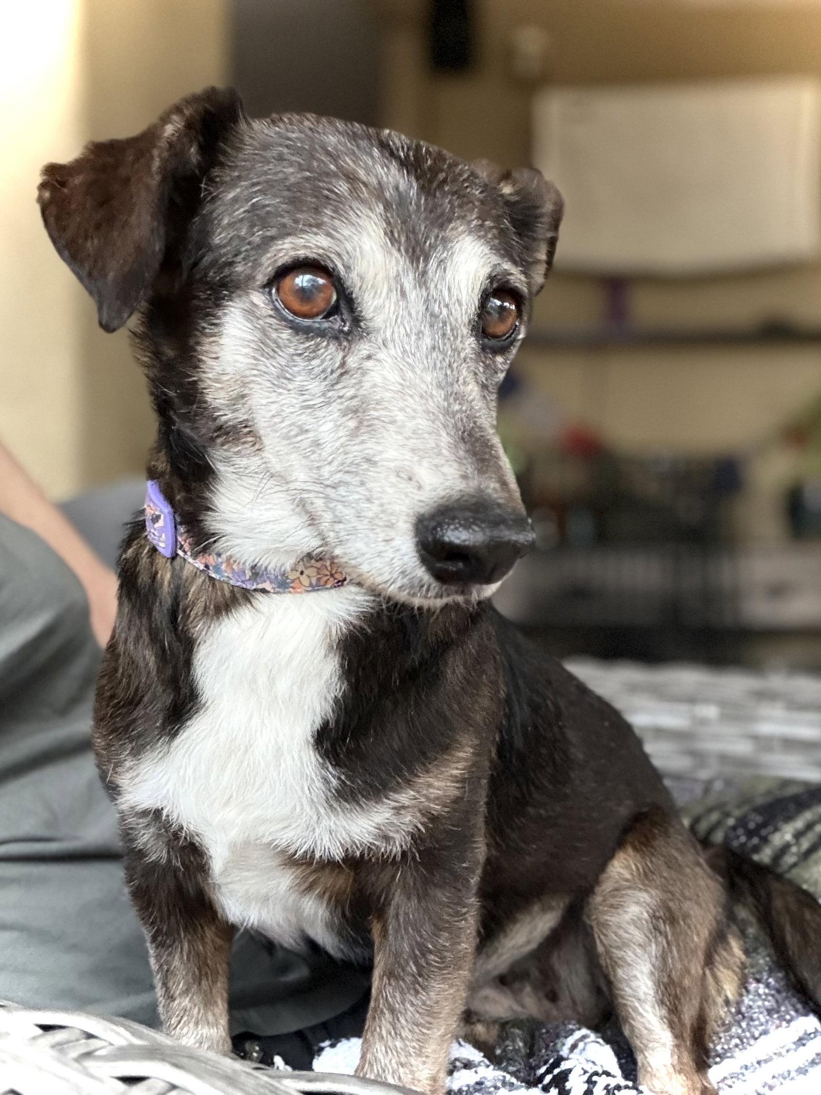 Enlarge Emmy, a Adoptable mixed breed in Glendale, AZ image 2/3