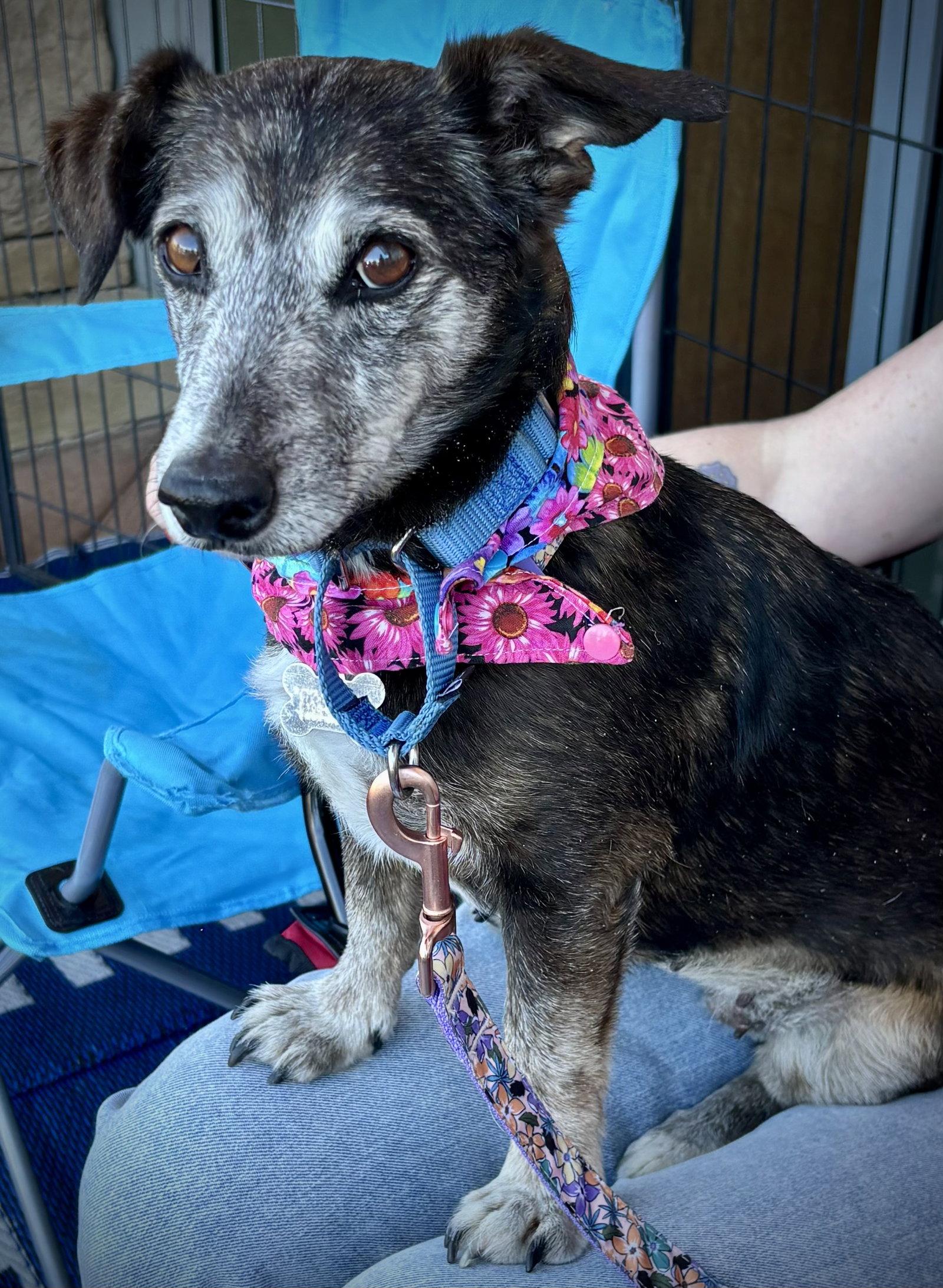 Enlarge Emmy, a Adoptable mixed breed in Glendale, AZ image 3/3