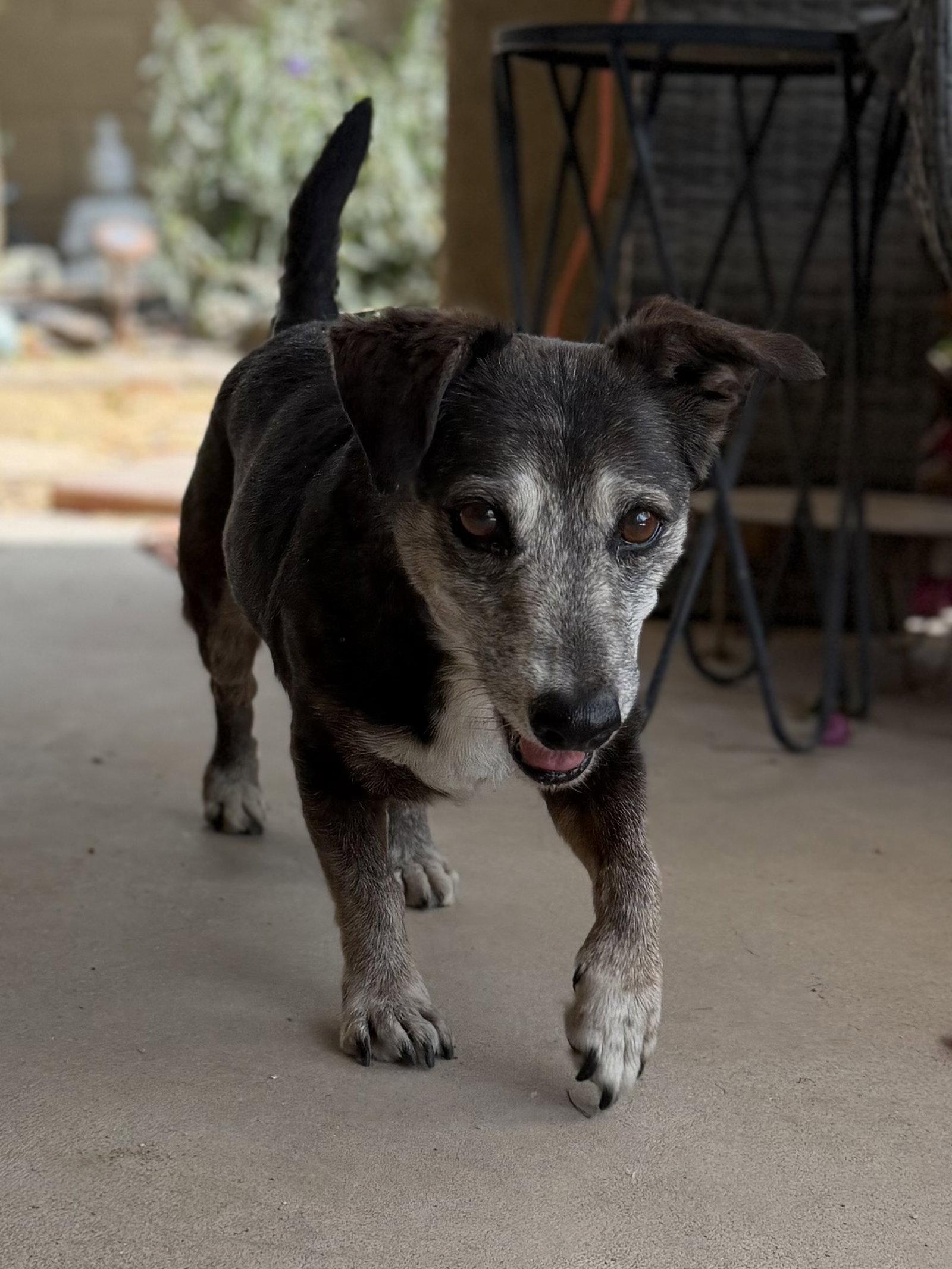 Enlarge Emmy, a Adoptable mixed breed in Glendale, AZ image 3/3