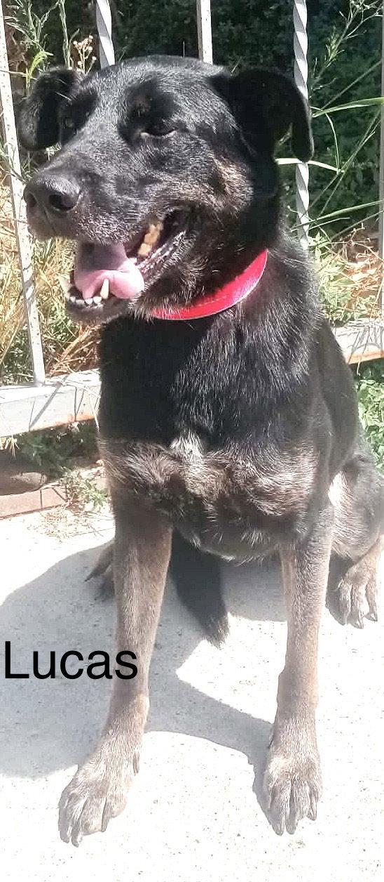 Enlarge Lucas, a Adoptable mixed breed in Los Angeles, CA image 3/3