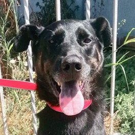 Enlarge Lucas, a Adoptable mixed breed in Los Angeles, CA image 1/3