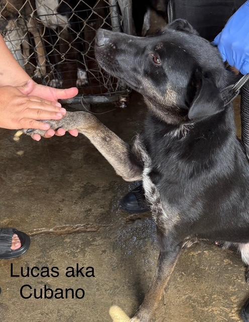 Enlarge Lucas, a Adoptable mixed breed in Los Angeles, CA image 2/3