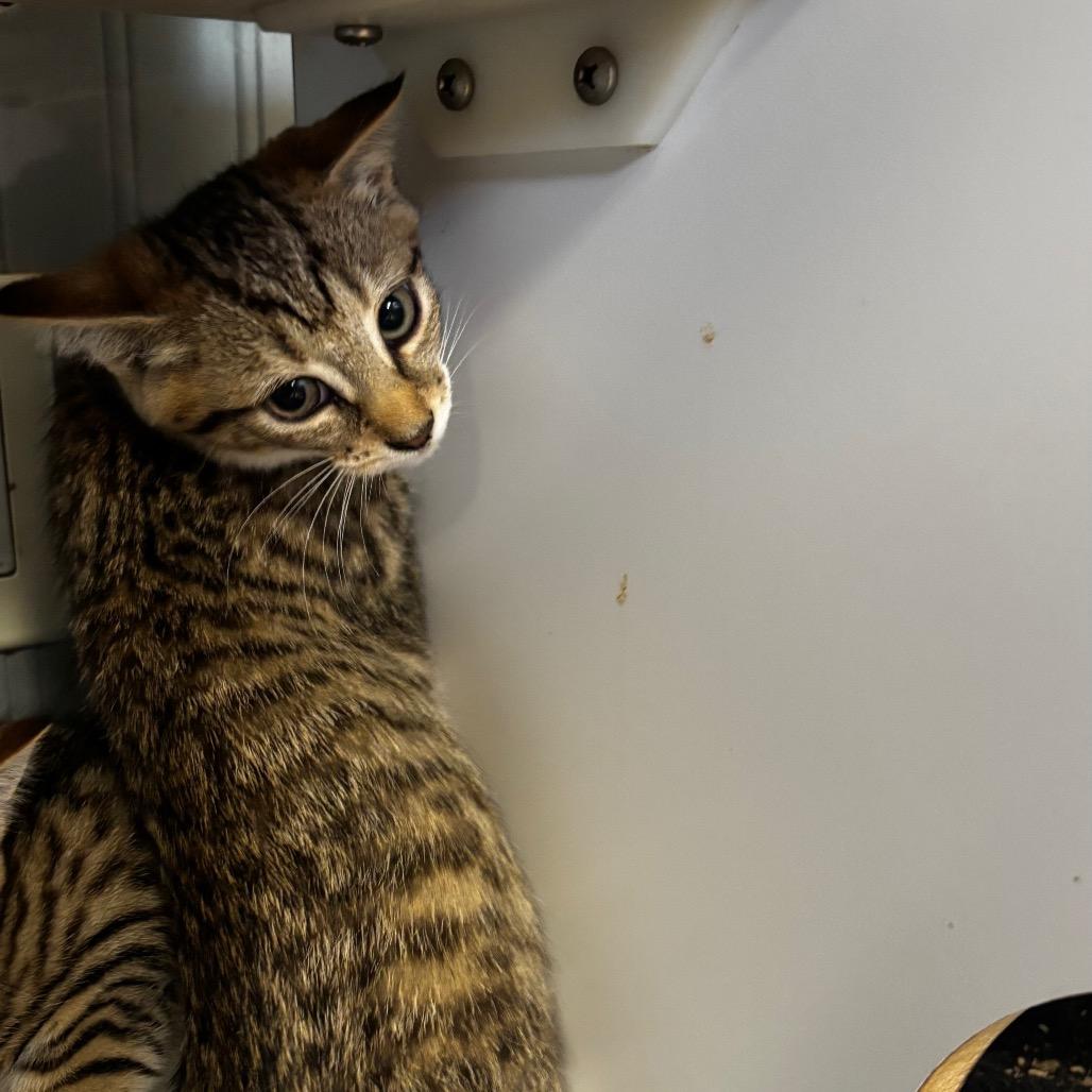 Tom, Adoptable, Kitten Female Domestic Short Hair.