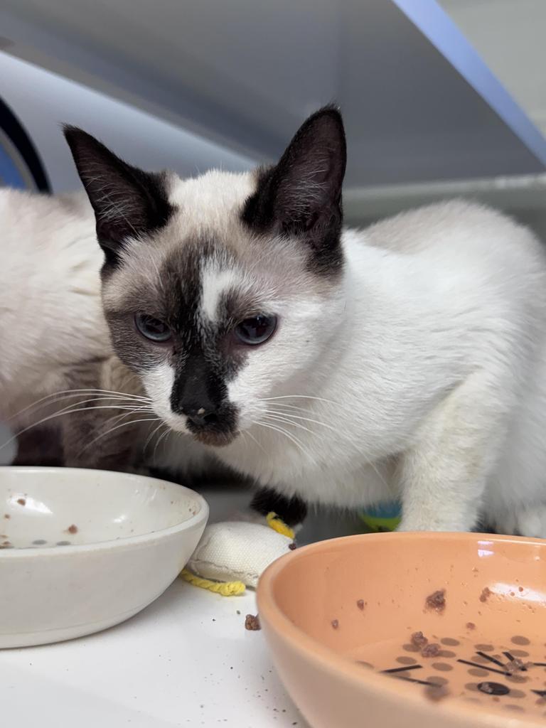 Enlarge Sophronia, a Adopted Snowshoe in Saint Paul, MN image 1/2