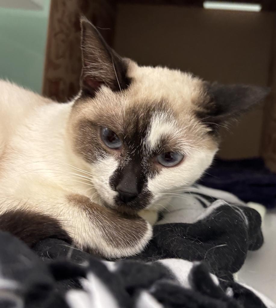 Enlarge Sophronia, a Adopted Snowshoe in Saint Paul, MN image 2/2