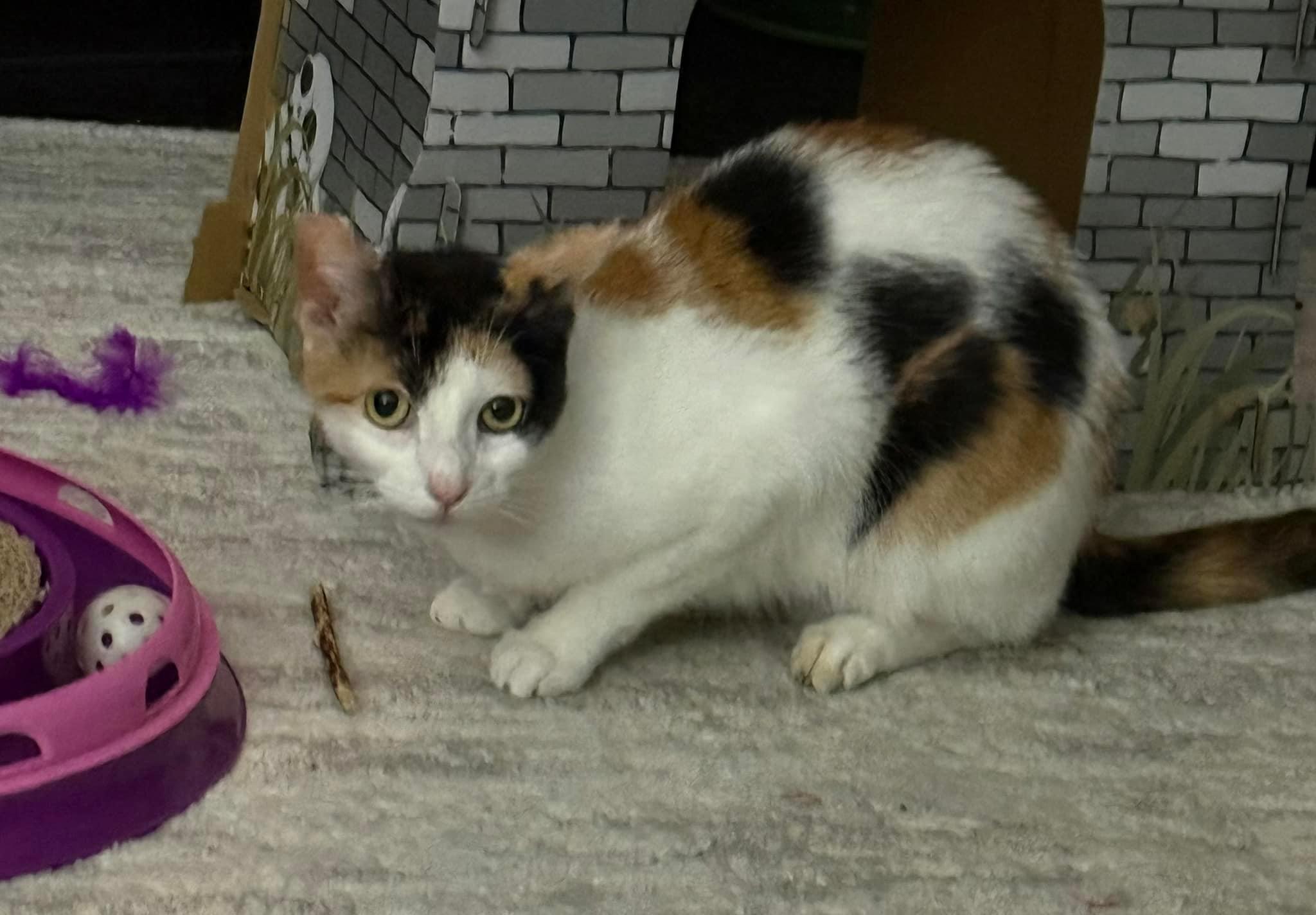 Clementine, Adoptable, Adult Female Domestic Short Hair.