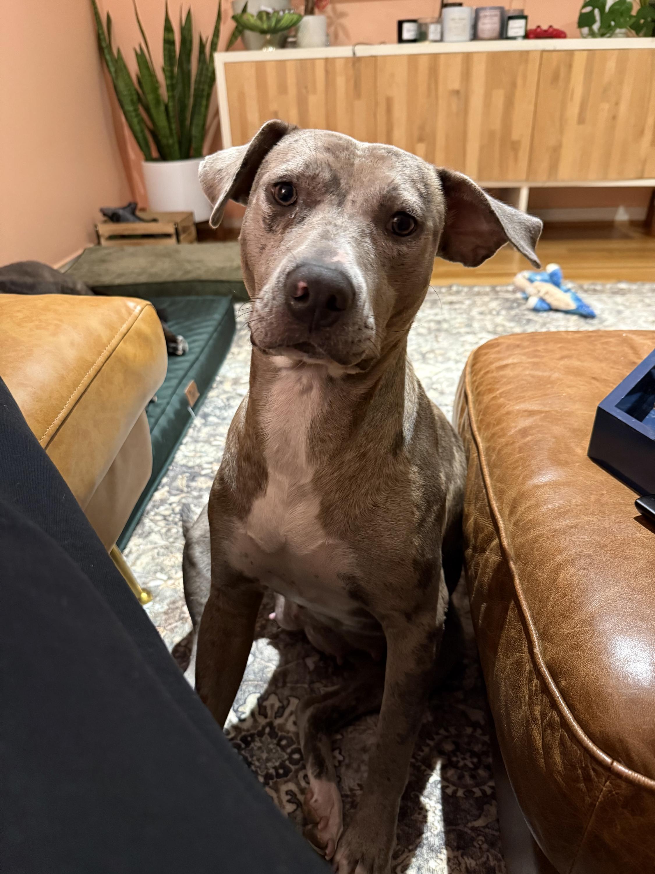 Enlarge Morchella, a Adoptable mixed breed in Houston, TX image 1/5