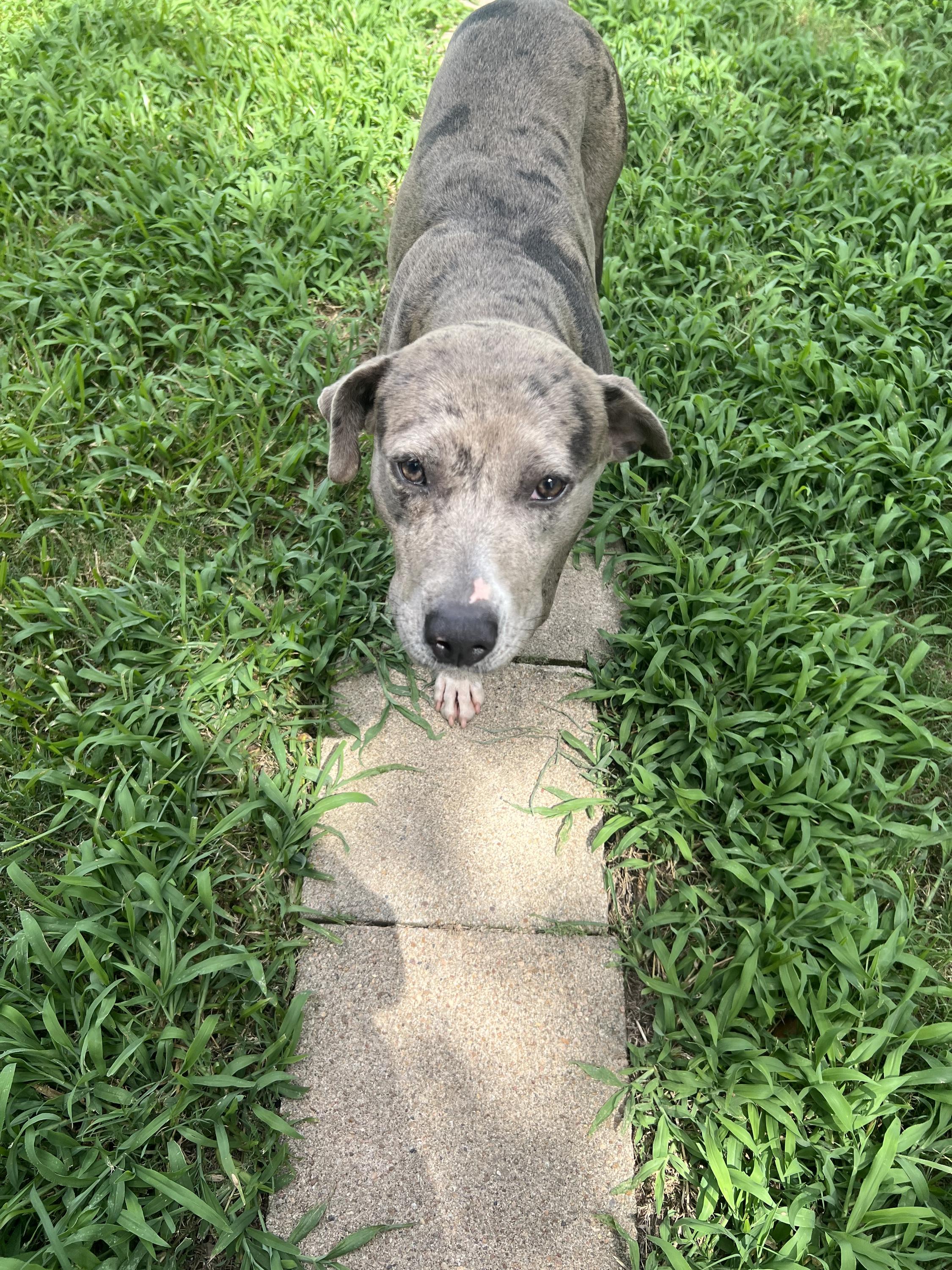 Enlarge Morchella, a Adoptable mixed breed in Houston, TX image 2/5