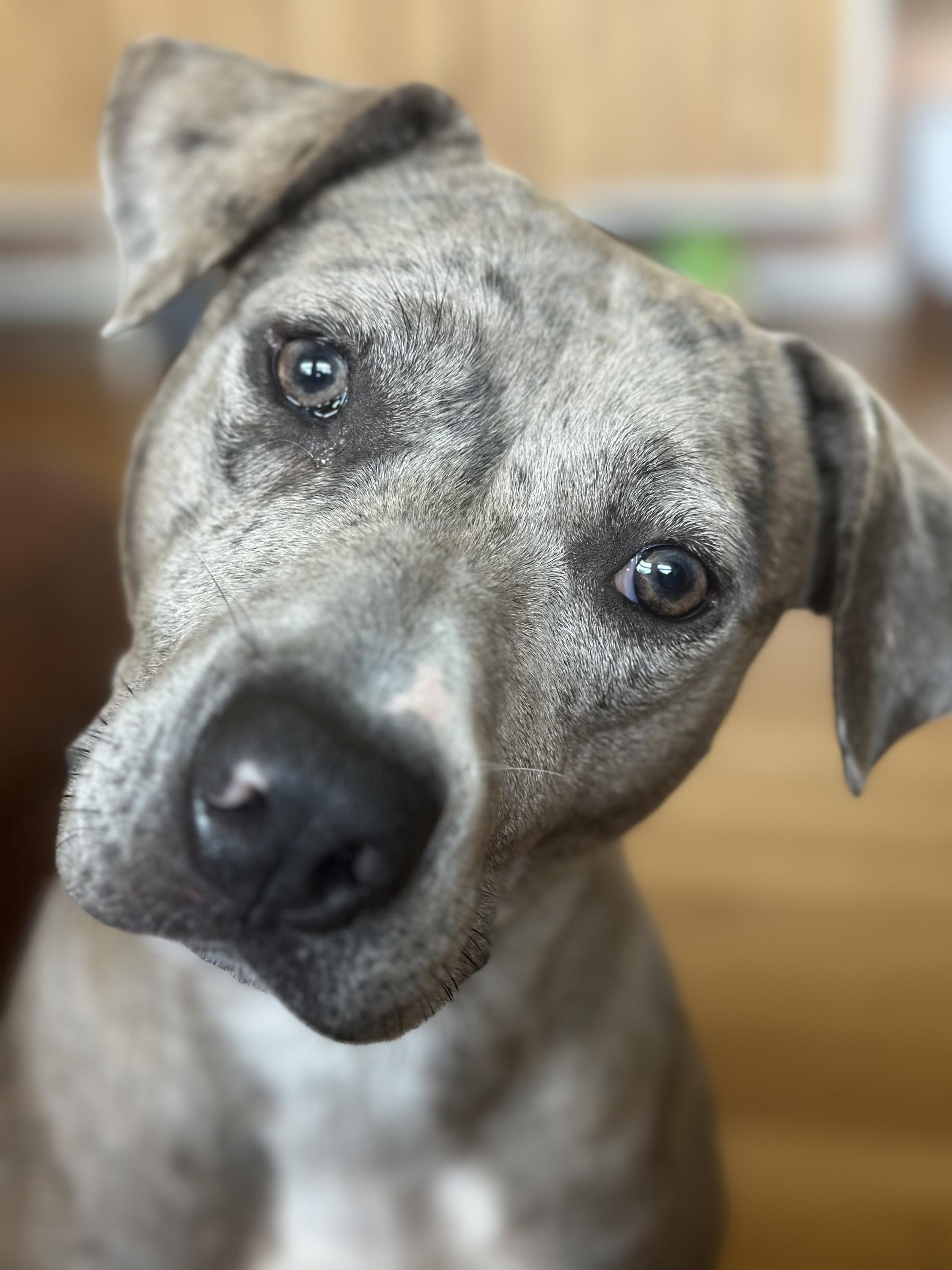 Enlarge Morchella, a Adoptable mixed breed in Houston, TX image 4/5