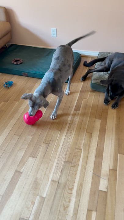 Enlarge Morchella, a Adoptable mixed breed in Houston, TX video 5/5